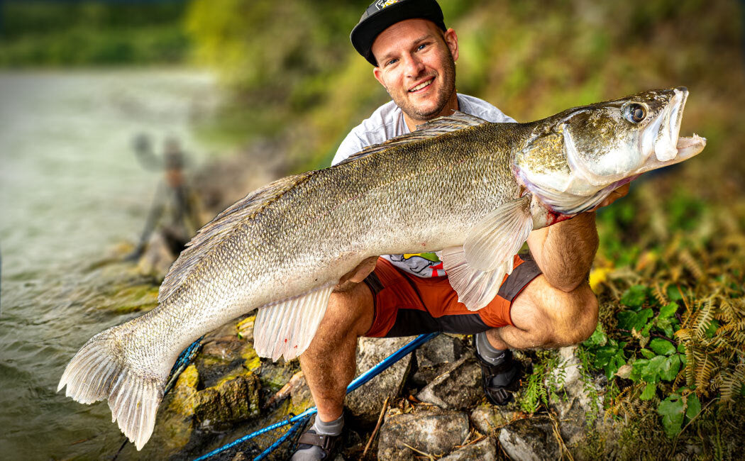 Zielfisch-Zander-Alles zum Zanderangeln