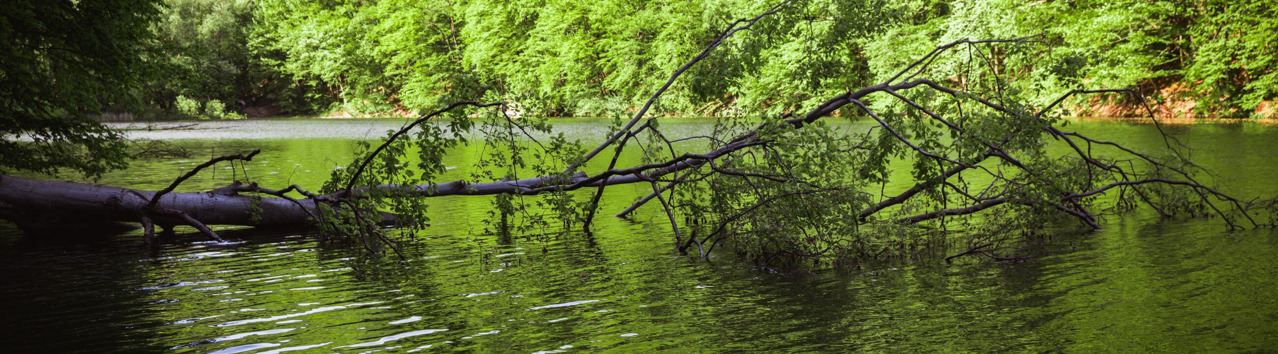 Angelruten mit Solid Tip in Österreich bei HechtundBarsch.at