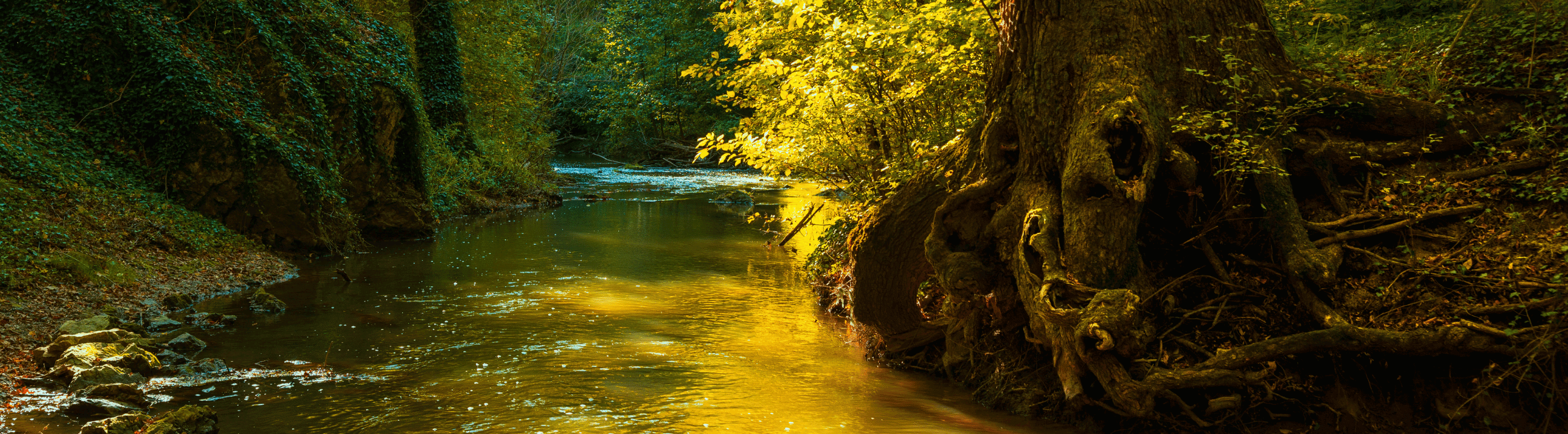 Collection Banner - Barsch