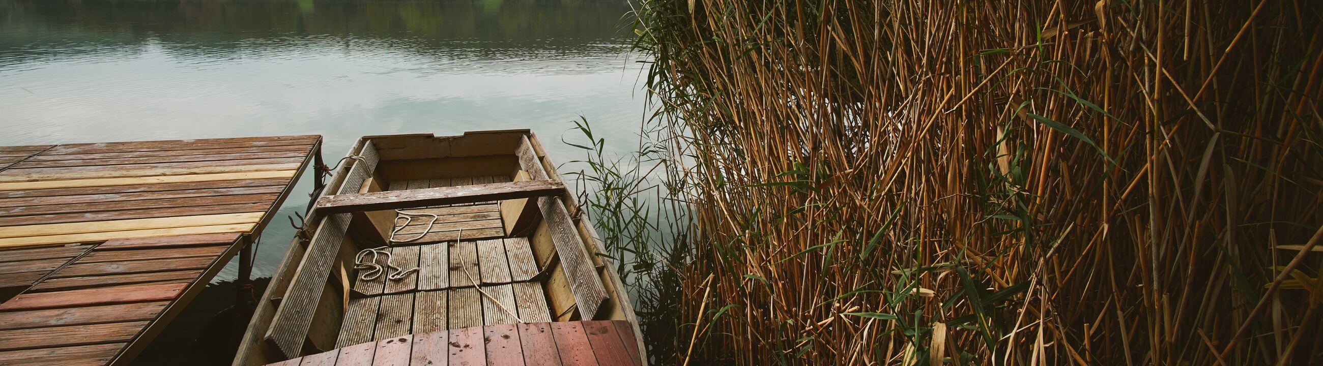 Collection Banner Creature Baits für Barsch